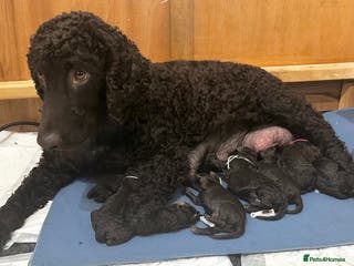Irish Water Spaniel dogs Irish Water Spaniel Litter - Advert 1