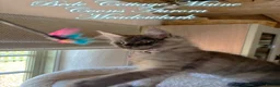 Maine Coon cats for sale: 🐾 Exceptional TICA Registered Maine Coon Kittens in Skegness - Advert 17