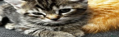 British Shorthair 1