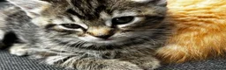British Shorthair cats for sale: Short Grey & Brown Tabby girl in Burton-on-Trent - Advert 5
