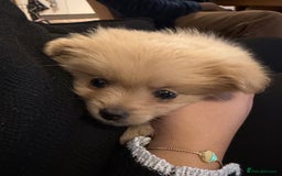 Mixed Breed dogs for sale: 🐾 Tiny Pomapoo Puppy for Sale – Meet Winnie! 🐾 - Image 2