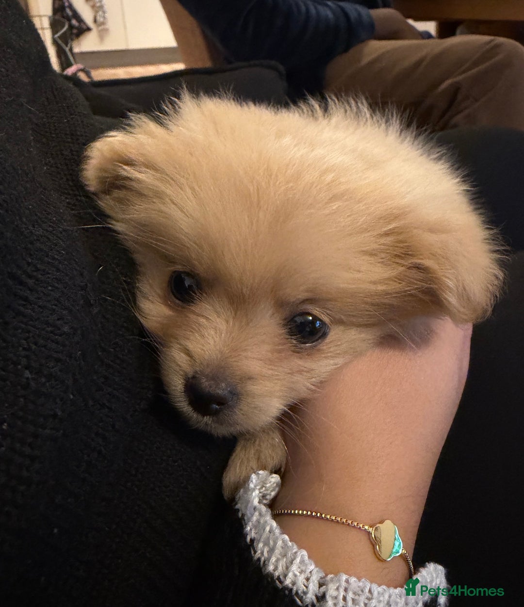 Mixed Breed dogs for sale: 🐾 Tiny Pomapoo Puppy for Sale – Meet Winnie! 🐾 - Image 2