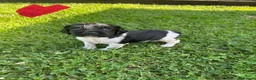 English Springer Spaniel dogs for sale: Springer Spaniel Puppies  - Advert 7