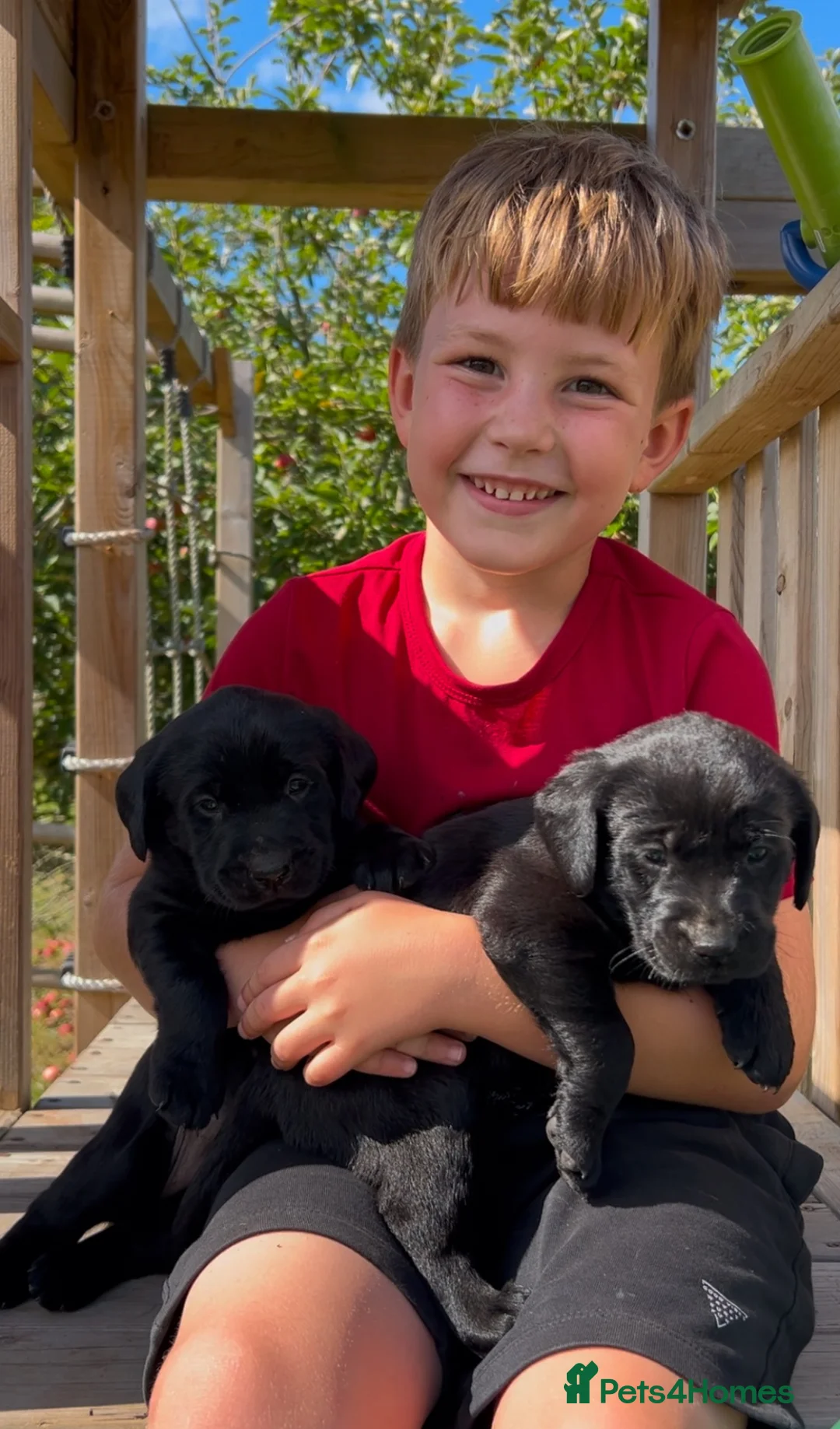 Labrador Retriever dogs for sale: Gorgeous Labrador puppies  - Advert 6