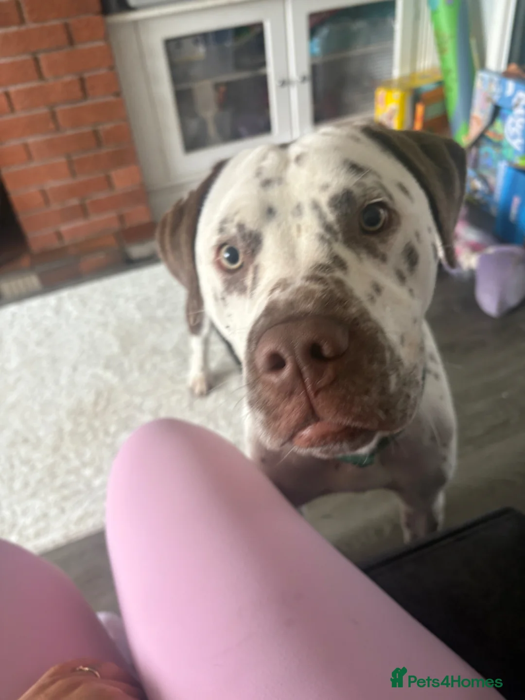 Mixed Breed dogs for sale: Beautiful Dalmatian boy  in Dudley - Advert 1