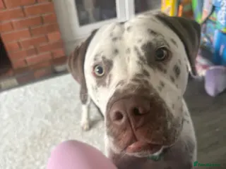 Mixed Breed dogs Beautiful Dalmatian boy - Advert 8