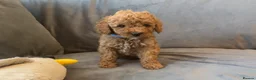 Cavapoo dogs for sale: Cavapoos Extensive DNA & Heart tested - Advert 35