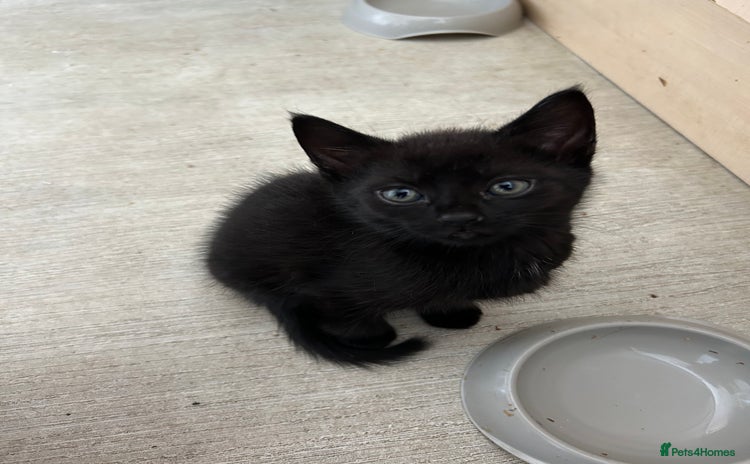Mixed Breed cats - Advert 20