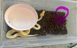 Python Snake reptiles for sale: Albino Pied & Albino het pied  - Advert 2