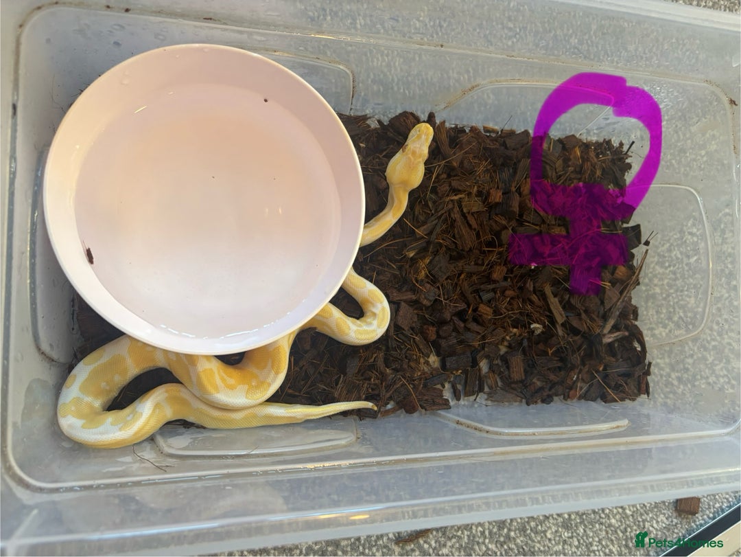 Python Snake reptiles for sale: Albino Pied & Albino het pied  - Advert 2