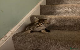 British Shorthair cats for sale: Tabby kittens looking for loving home  - Image 10