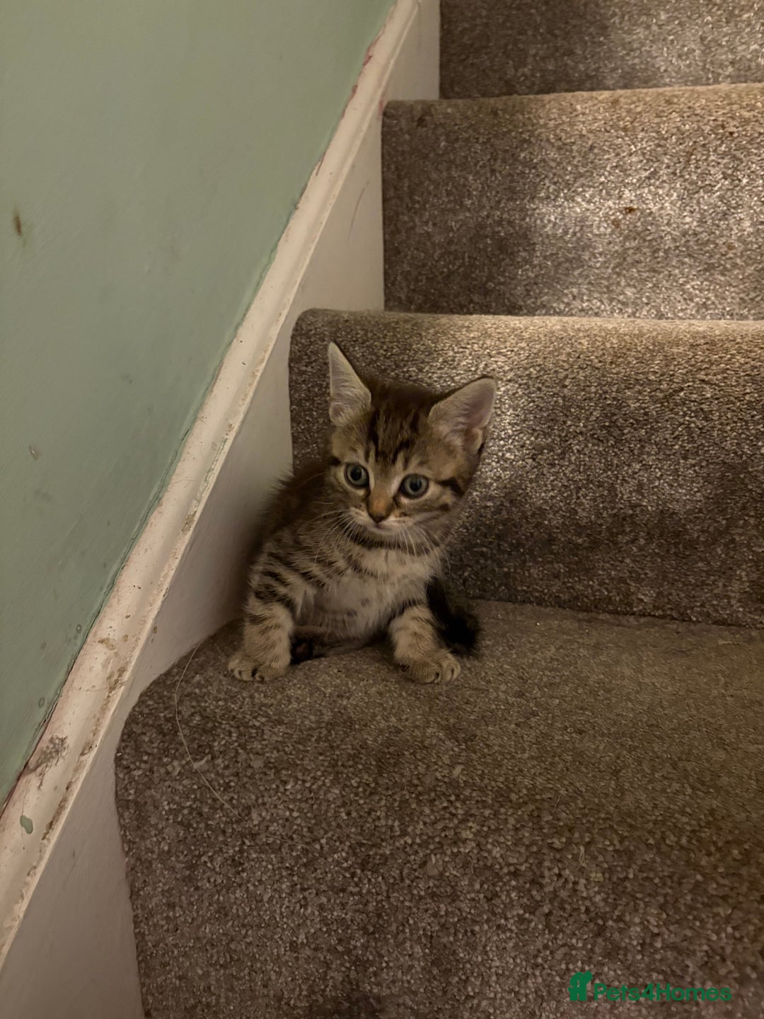 British Shorthair cats for sale: Tabby kittens looking for loving home  - Image 10