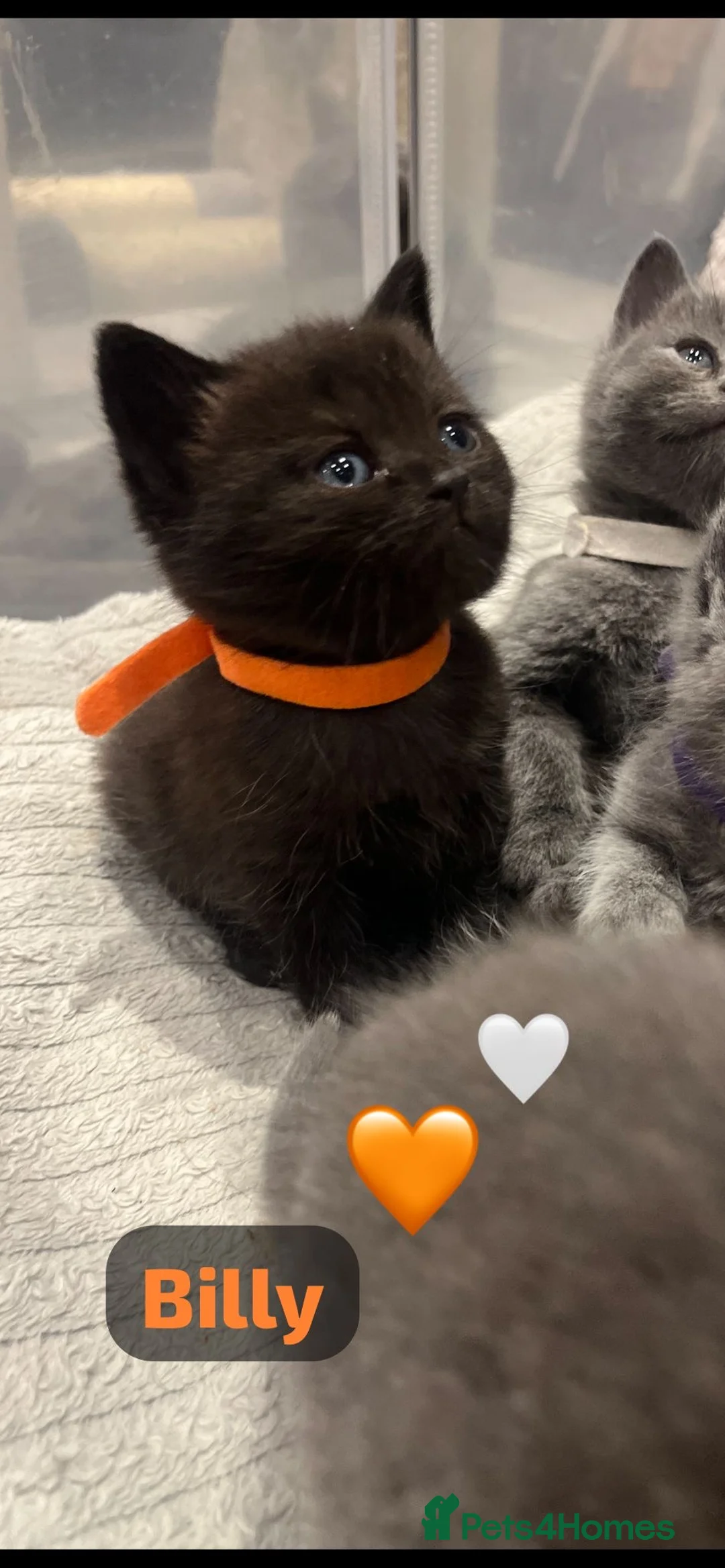 British Shorthair cats for sale: Beautiful British shorthair cross kittens🩵🩷 - Advert 7