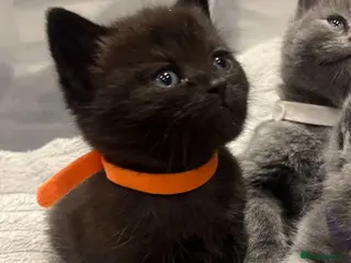 British Shorthair cats Beautiful British shorthair cross kittens🩵🩷 - Advert 5