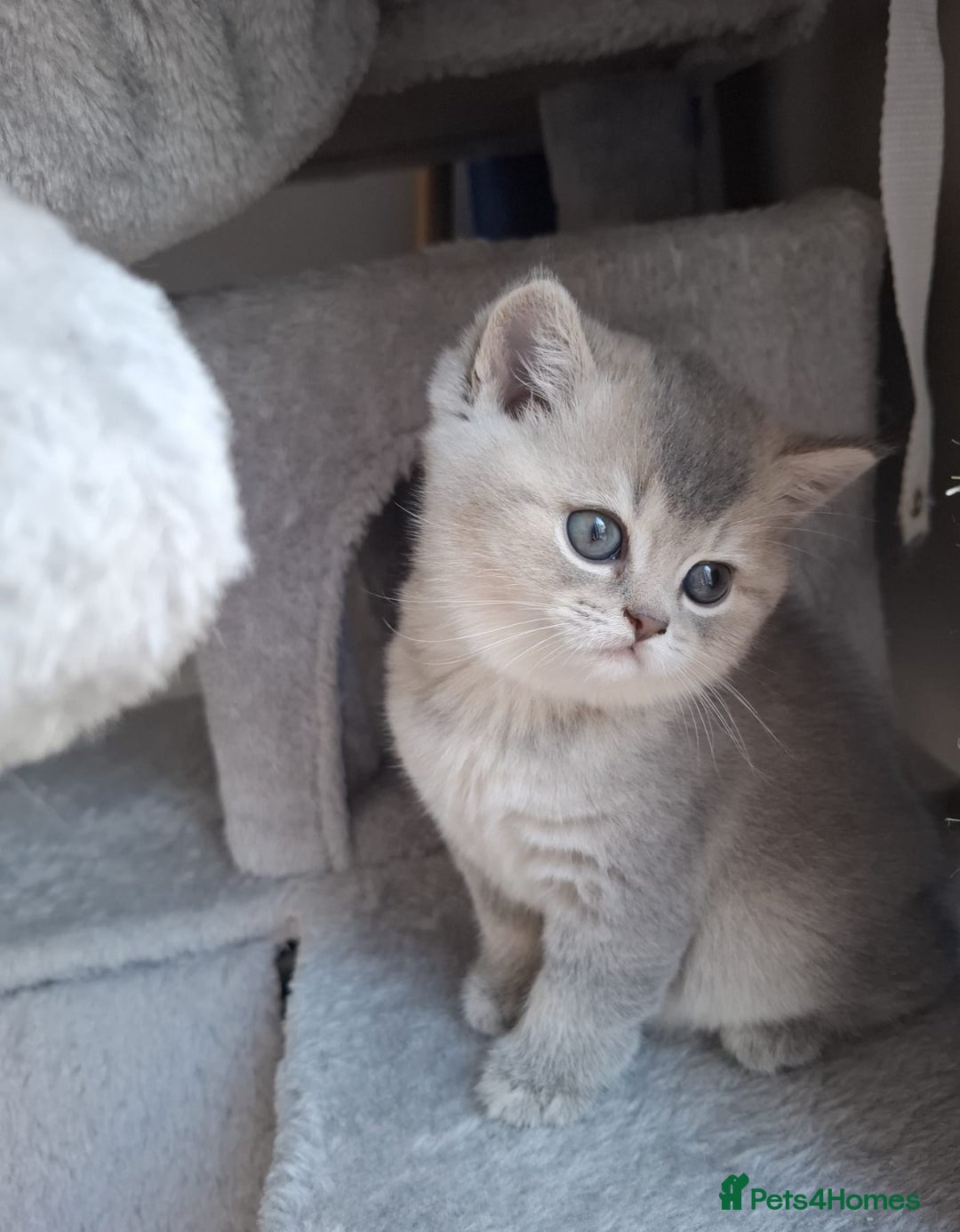 British Shorthair cats for sale: Female British shorthair female  - Advert 5