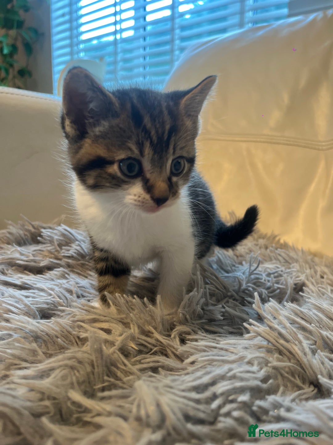 Mixed Breed cats for sale: 3 Beutiful babies  - Advert 10