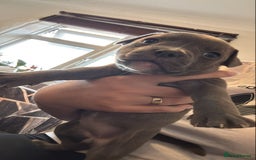 Mixed Breed dogs for sale: French bulldog x American staff - Image 16