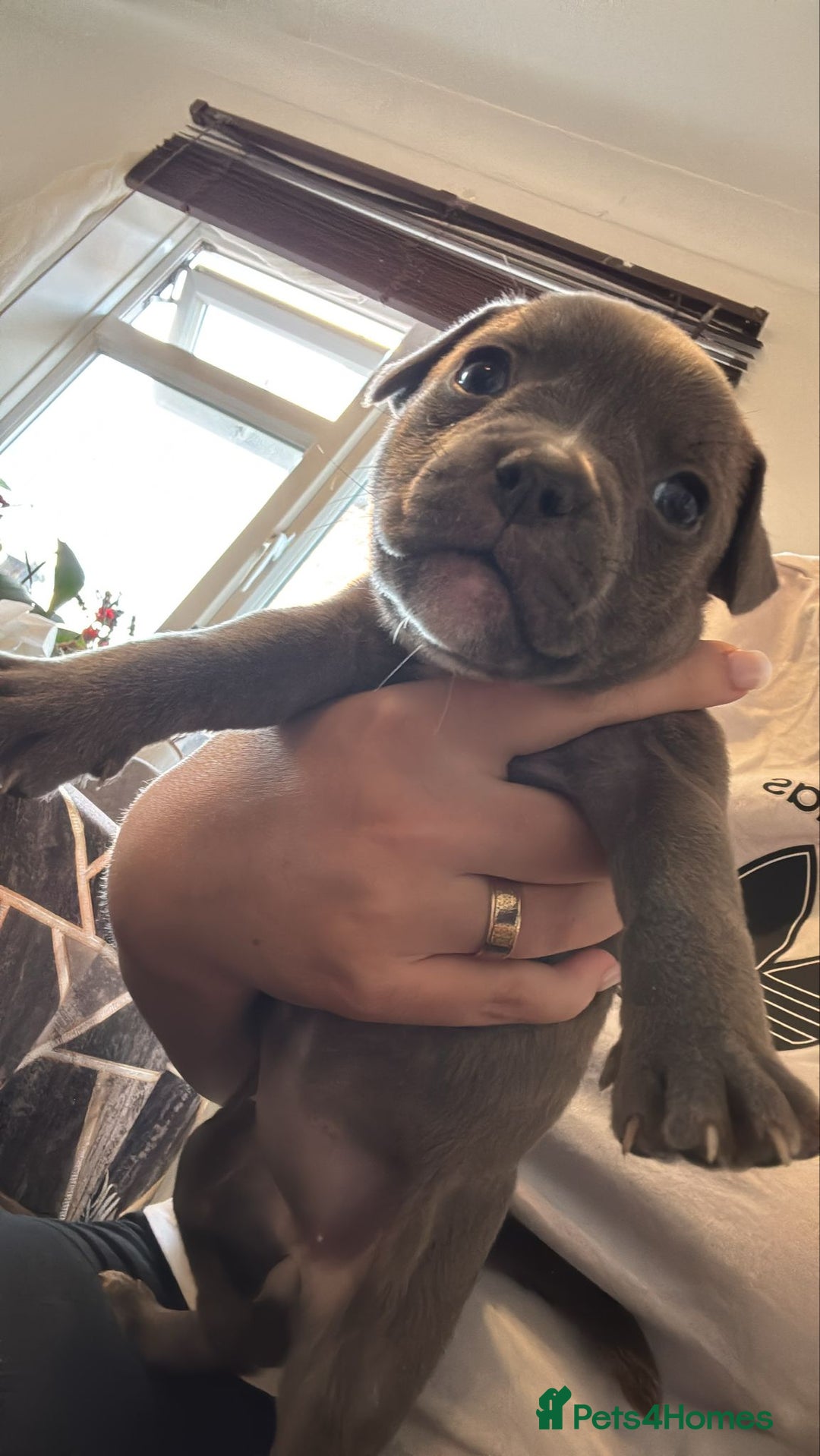 Mixed Breed dogs for sale: French bulldog x American staff - Image 16