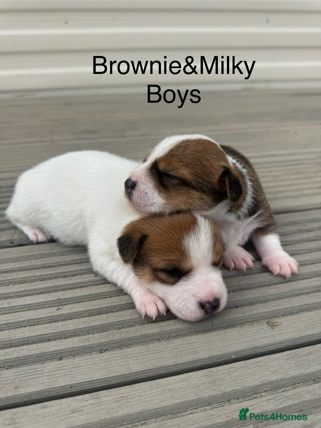 Jack Russell dogs for sale: Jack Russell puppies 2  - Image 2
