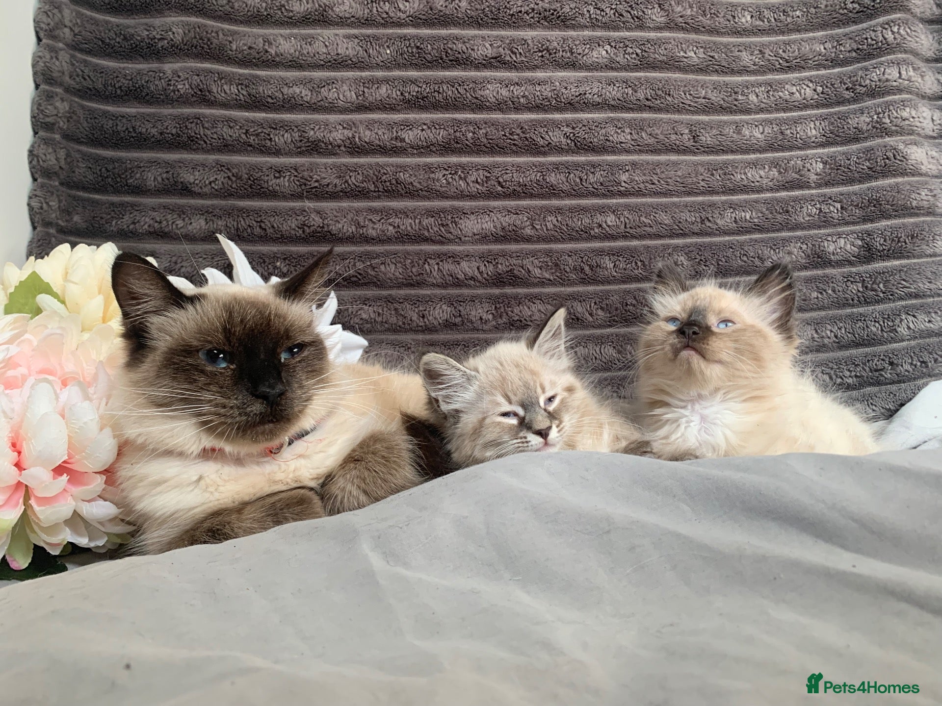 Siamese cats BEAUTIFUL BABIES AVAILABLE  - Advert 1