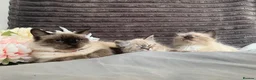 Siamese cats for sale: BEAUTIFUL BABIES AVAILABLE  - Advert 1