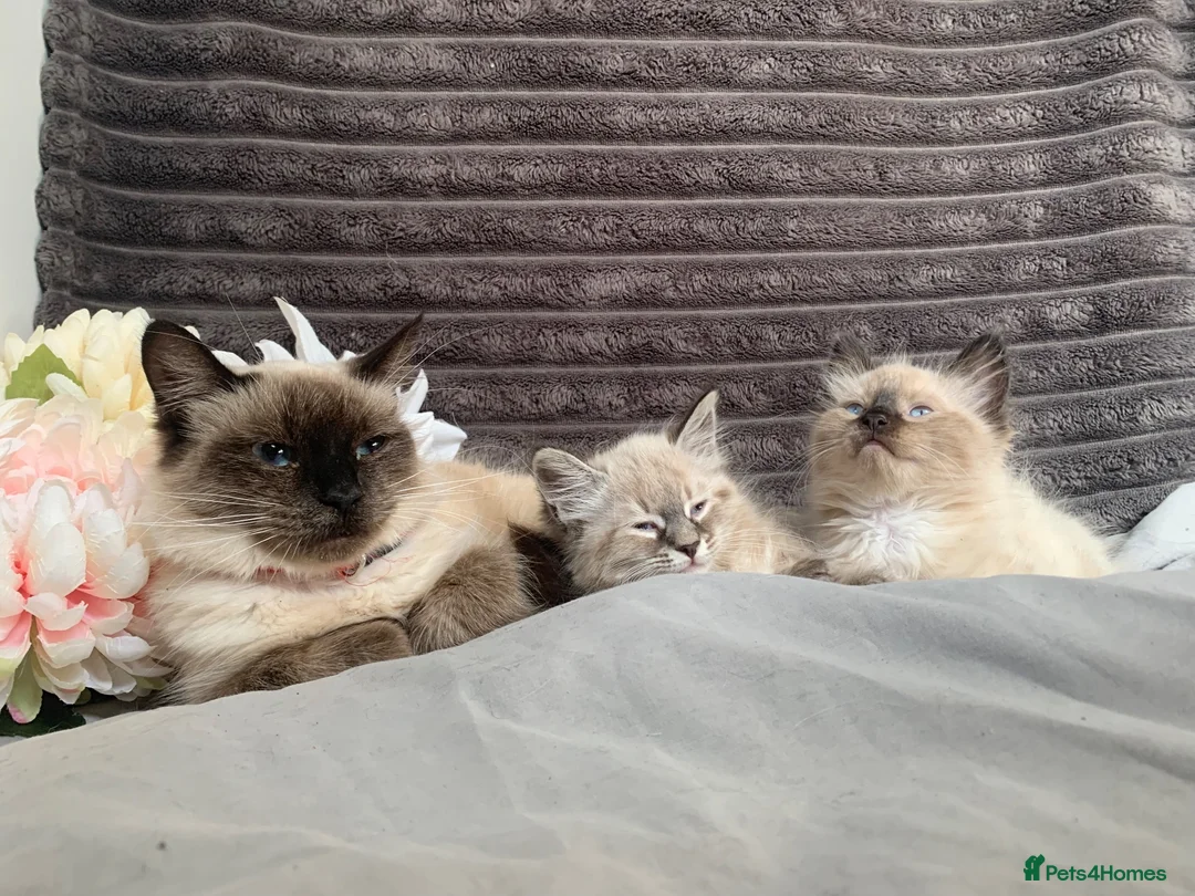 Siamese cats for sale: BEAUTIFUL BABIES AVAILABLE  - Advert 1