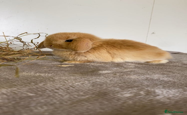 Mini Lop rabbits - Advert 3