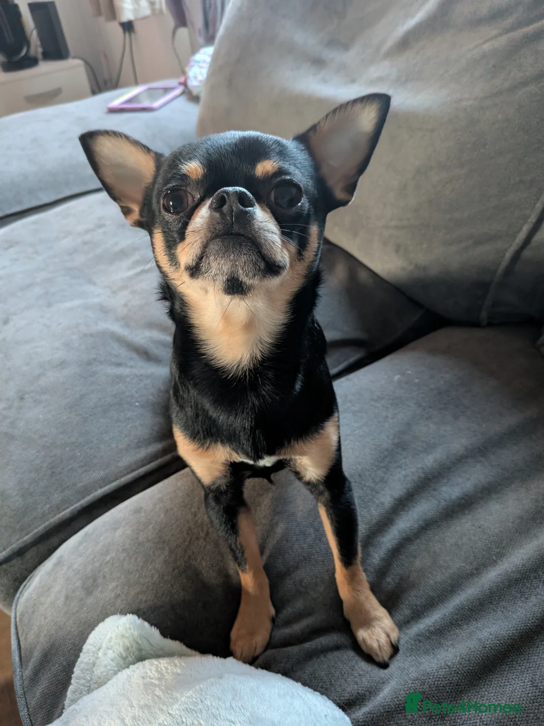 Chihuahua dogs for sale: Chihuahua Litter Due March  - Advert 7