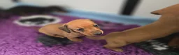 Miniature Dachshund dogs for sale: KC miniature dachshund puppies - Advert 4