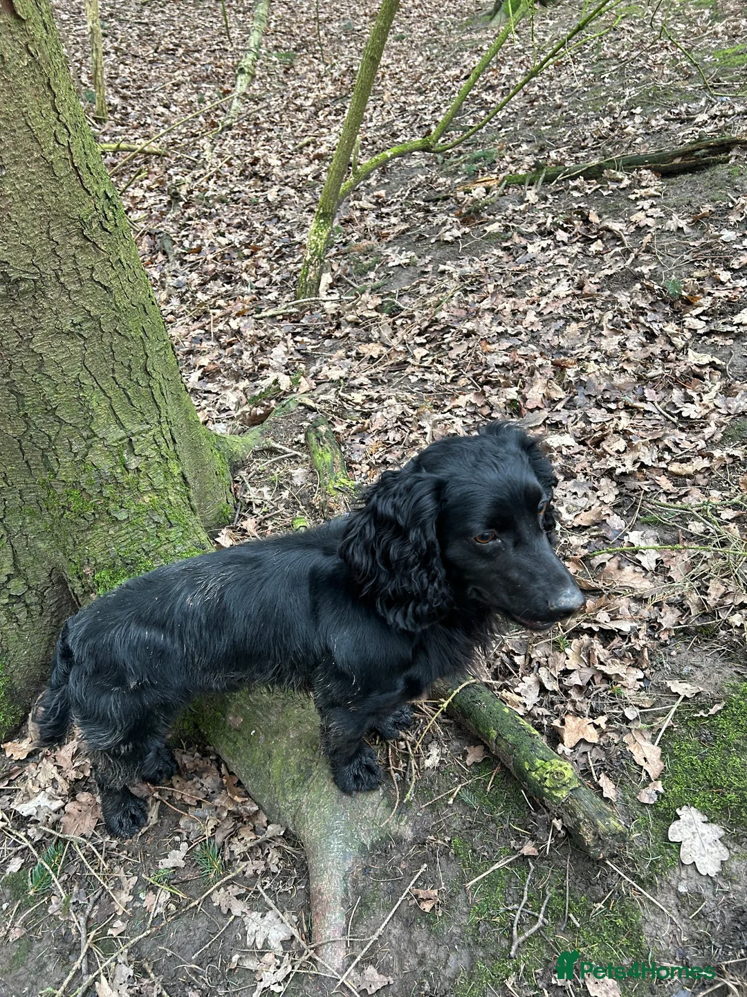 Cocker Spaniel dogs for stud: Fully health tested KC black Stud  in Driffield - Advert 4