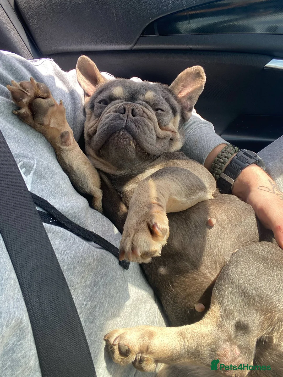 French Bulldog dogs for sale: Lilac & Tan little lady 💕 - Advert 3