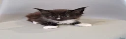 Maine Coon cats for sale: Pedigree XXL mainecoon kittens  - Advert 17