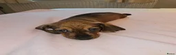 Dachshund dogs for sale: Pure Bred Dachshunds  - Advert 4