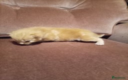 Mixed Breed cats for sale: Four mixed breed British short kittens - Image 17