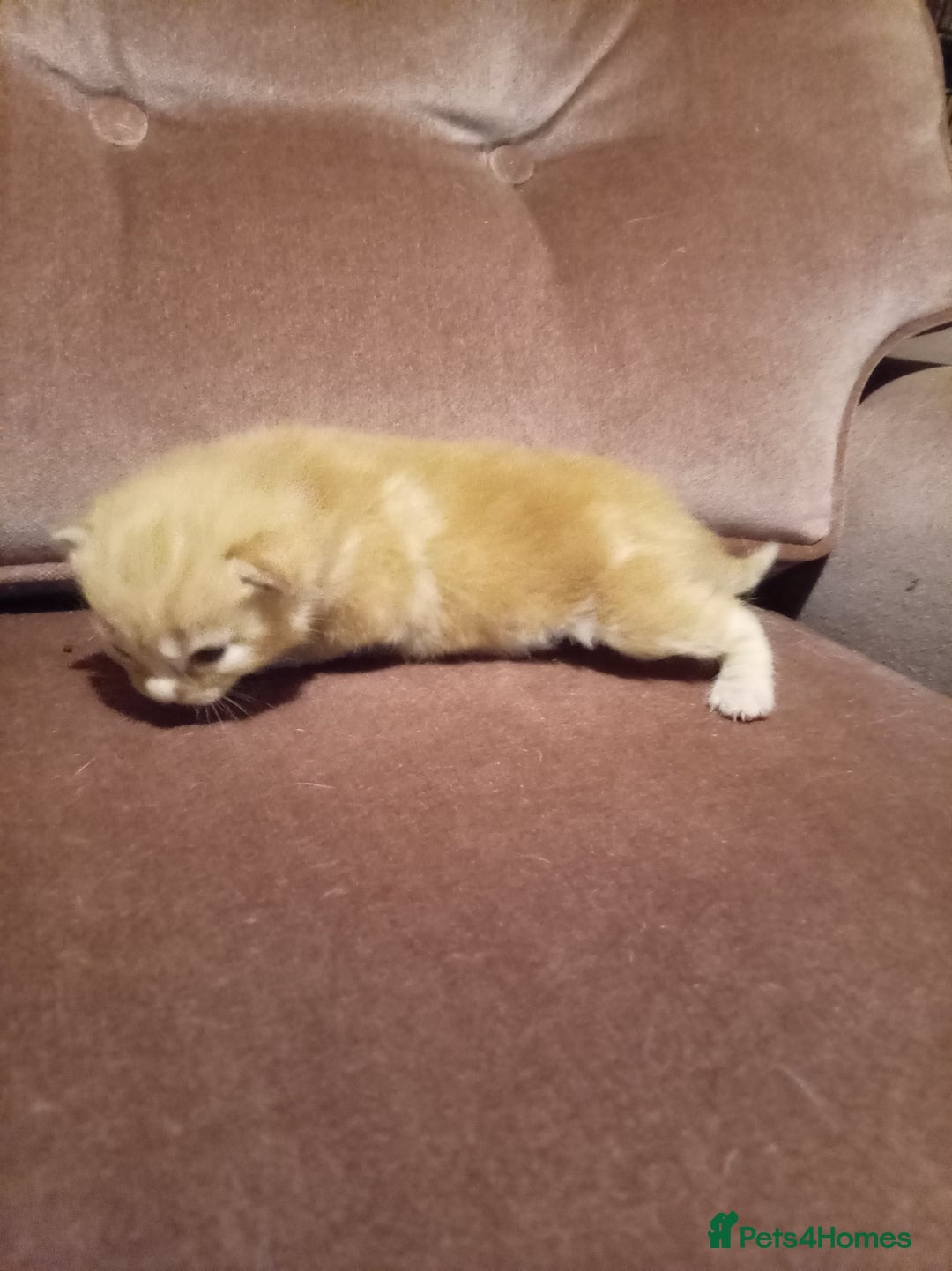 Mixed Breed cats for sale: Four mixed breed British short kittens - Image 17