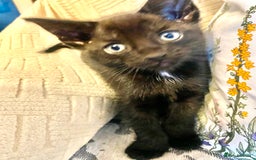Mixed Breed cats for sale: 4 gorgeous kittens - Image 6