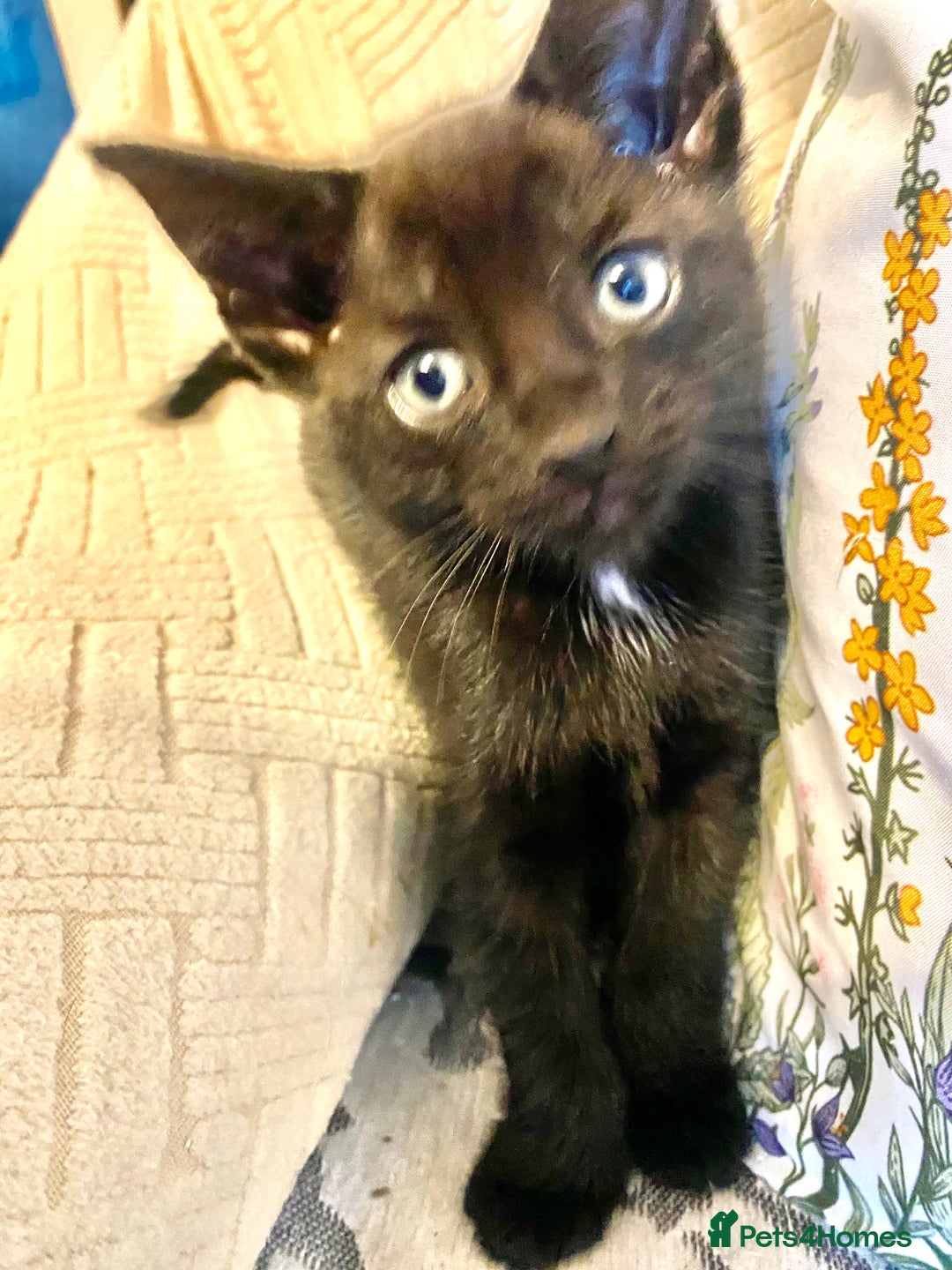 Mixed Breed cats for sale: 4 gorgeous kittens - Image 6