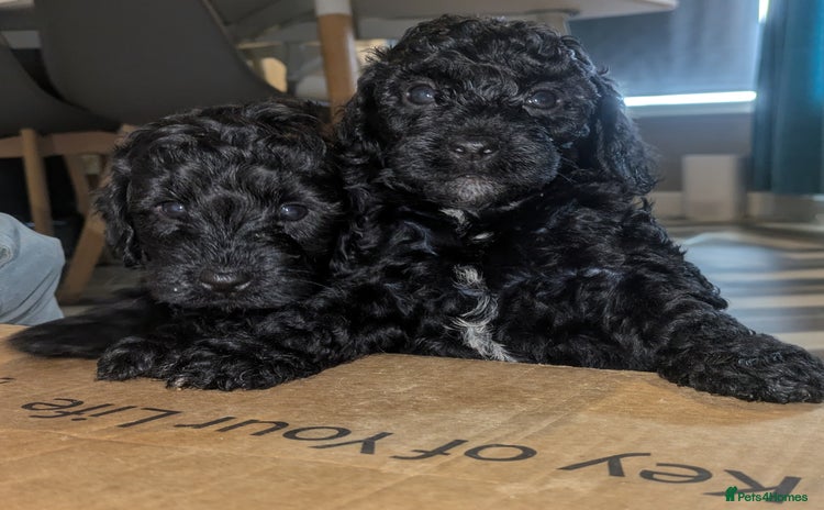 Cockapoo dogs - Advert 16