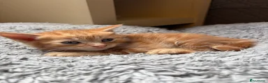 Cheese toastie 