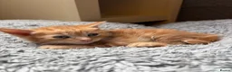 Mixed Breed cats for sale: BRYNMAWR KITTENS - Advert 7