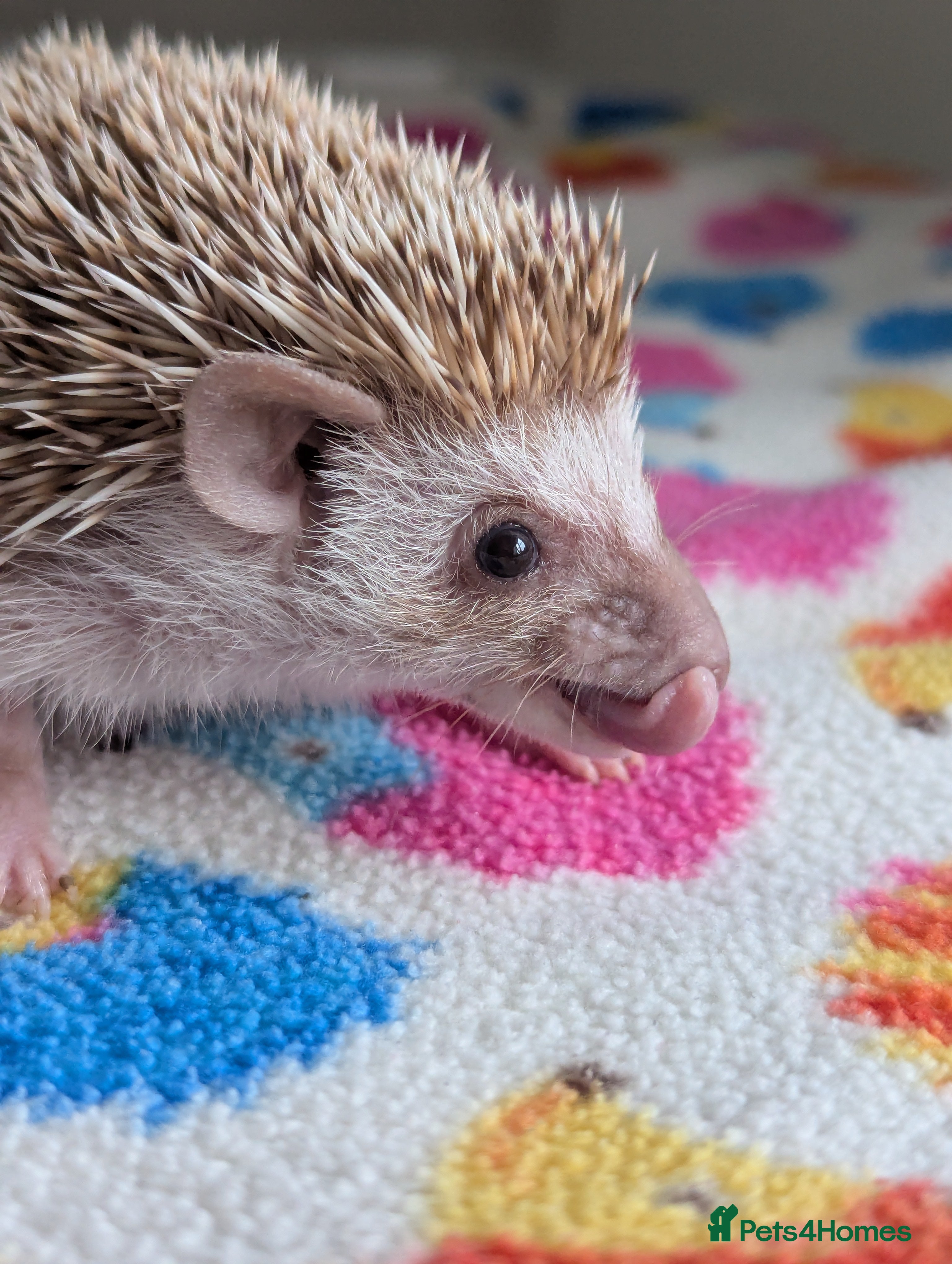 Pygmy Hedgehog rodents Beautiful Baby Hoglets/Ready Now - Advert 1