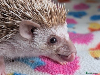 Pygmy Hedgehog rodents Beautiful Baby Hoglets/Ready Now - Advert 5