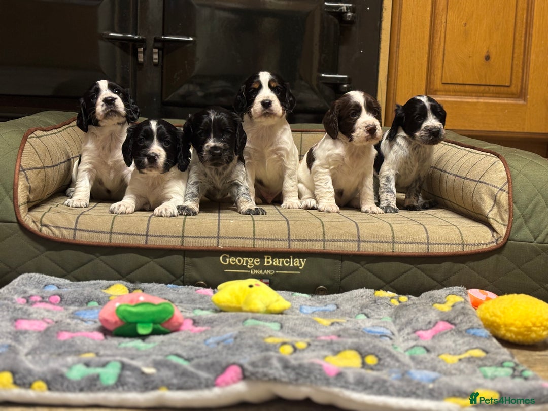 Cocker Spaniel dogs for sale: Gorgeous Blue Roan Cocker Spaniel Puppies  - Image 1