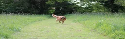 Golden Retriever dogs for stud: Stunning, proven health tested stud dog. - Advert 2