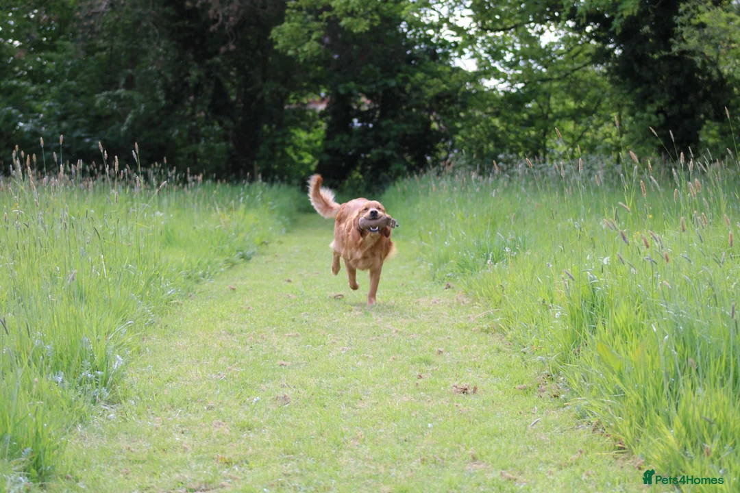 Golden Retriever dogs for stud: Stunning, proven health tested stud dog. - Advert 2