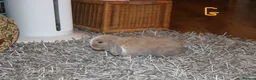 Mini Lop rabbits for sale: Mini Lop babies x 3 - Advert 15