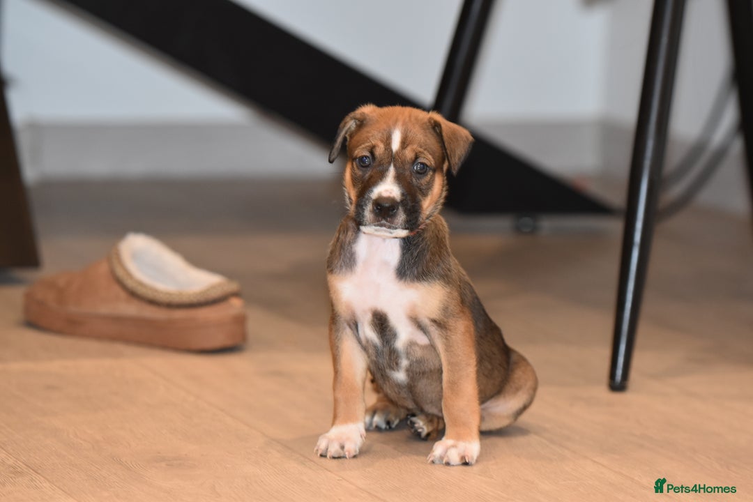 Belgian Shepherd Dog dogs for sale: Bullherders top working lines  - Advert 13