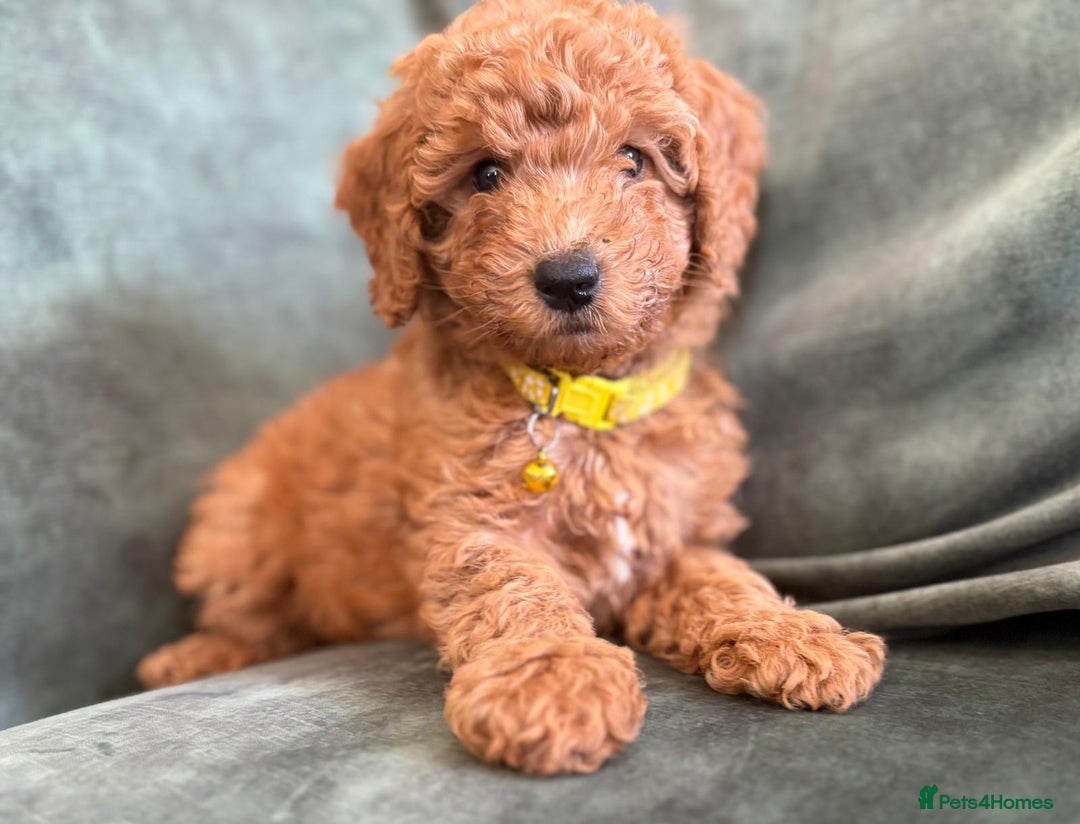 Cockapoo dogs for sale: Beautiful family of cockerpoos - Image 15