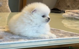 Pomeranian dogs for sale: KC Reg show quality Poms, 5 🌟 homes Only - Image 6