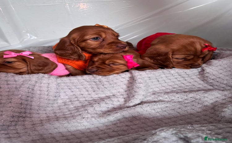 Cocker Spaniel dogs - Advert 13